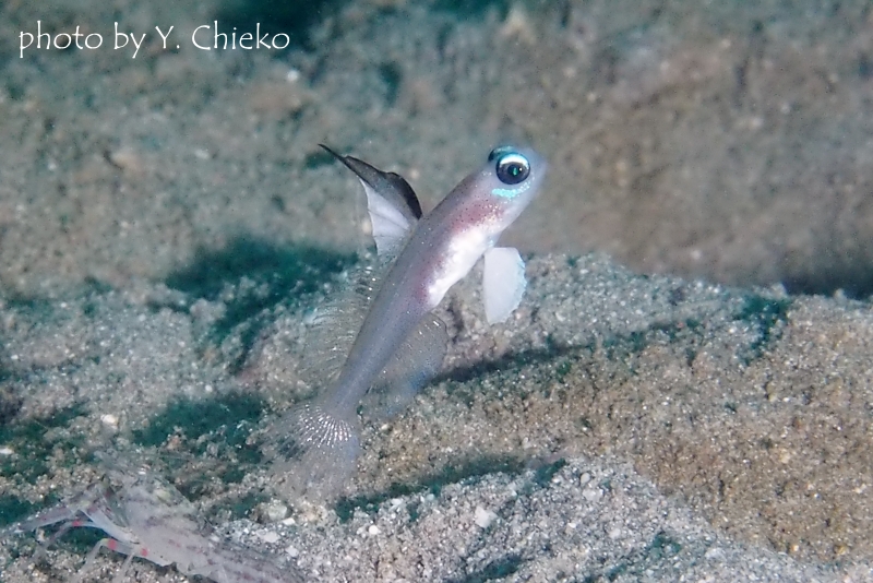 マーメイドゴビー