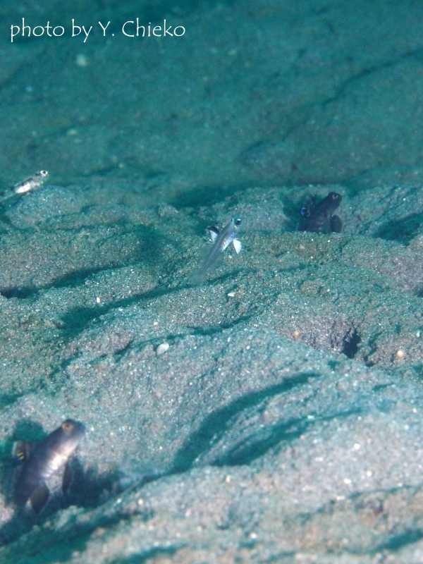 ハゼいっぱいの砂地