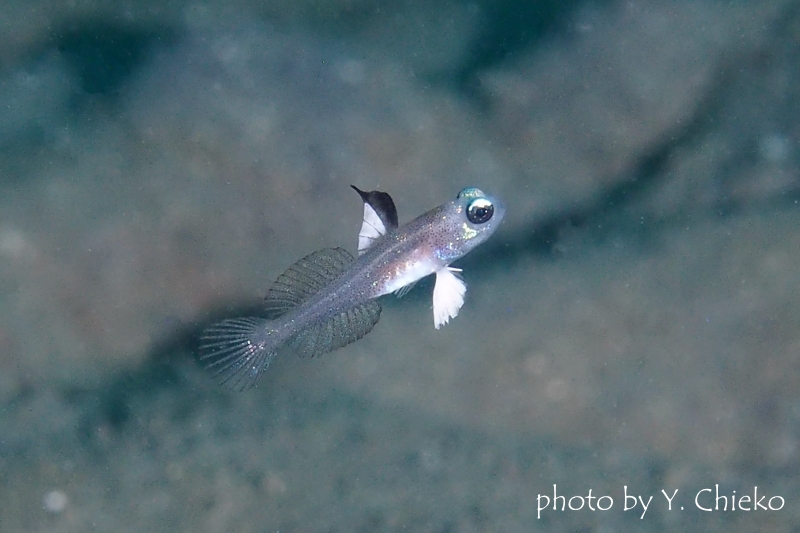 マーメイドゴビーのチビチビちゃん