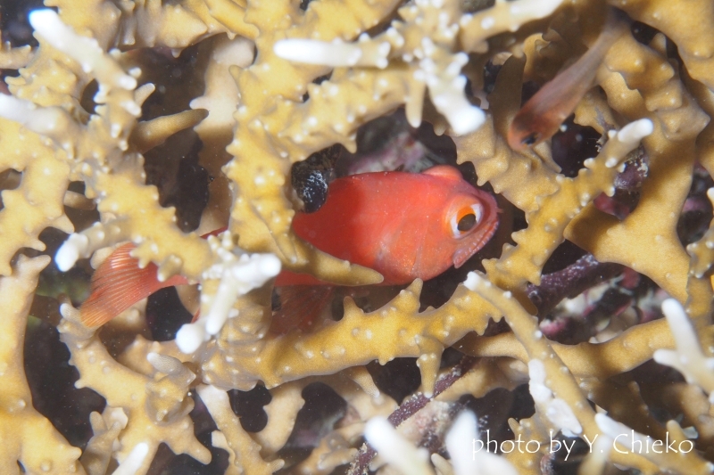 ファイアーカーディナルフィッシュ