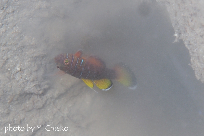 イレズミハゼ属の一種