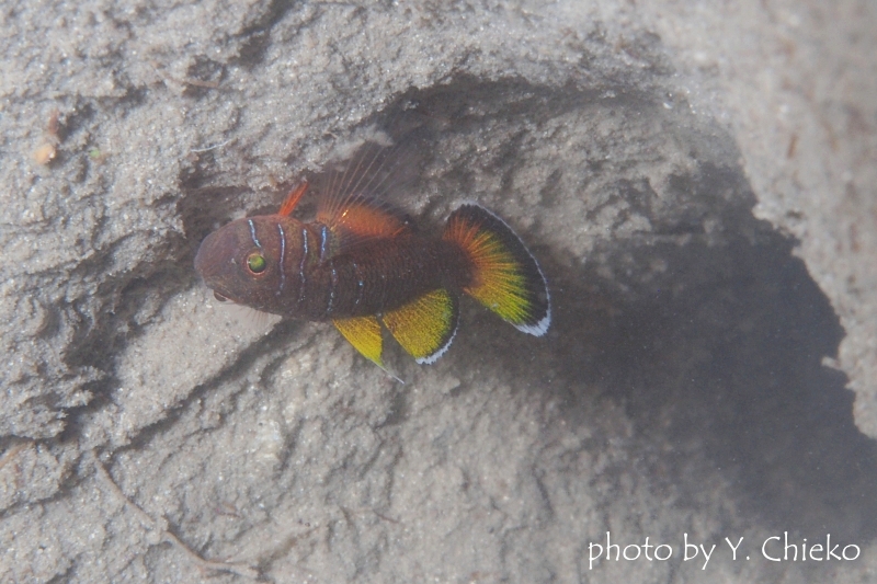 イレズミハゼ属の一種