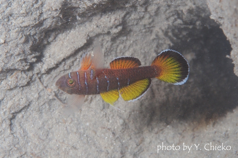 イレズミハゼ属の一種