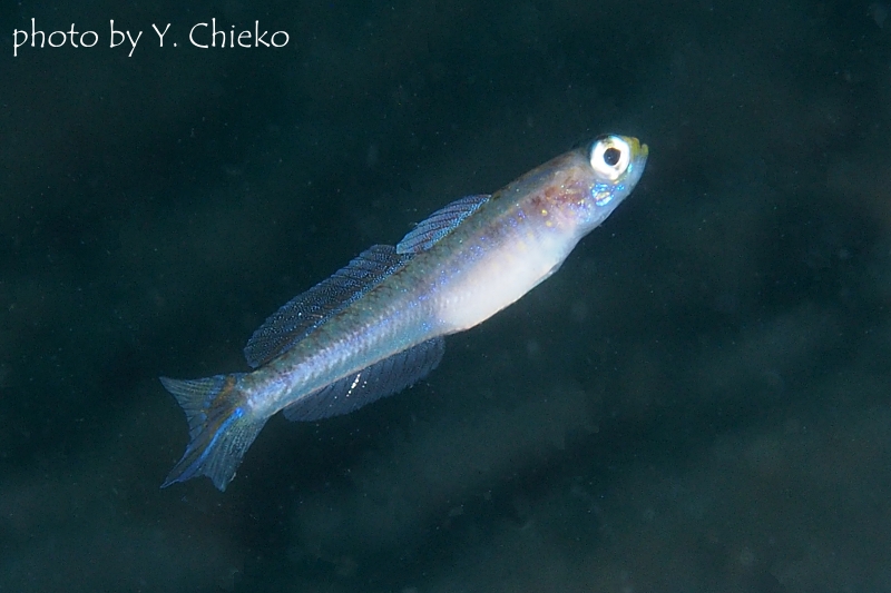 アオスジヤツシハゼ