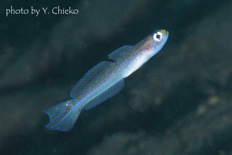 アオスジヤツシハゼ