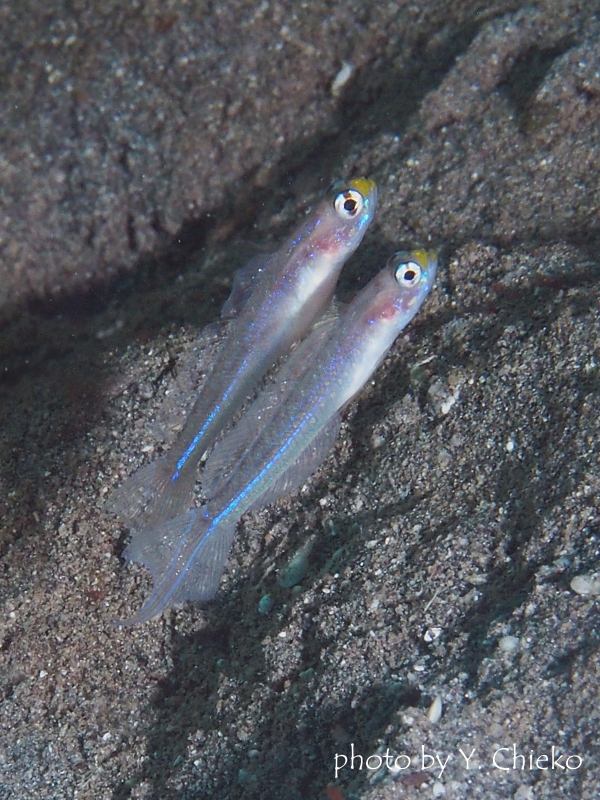 アオスジヤツシハゼ　ペア