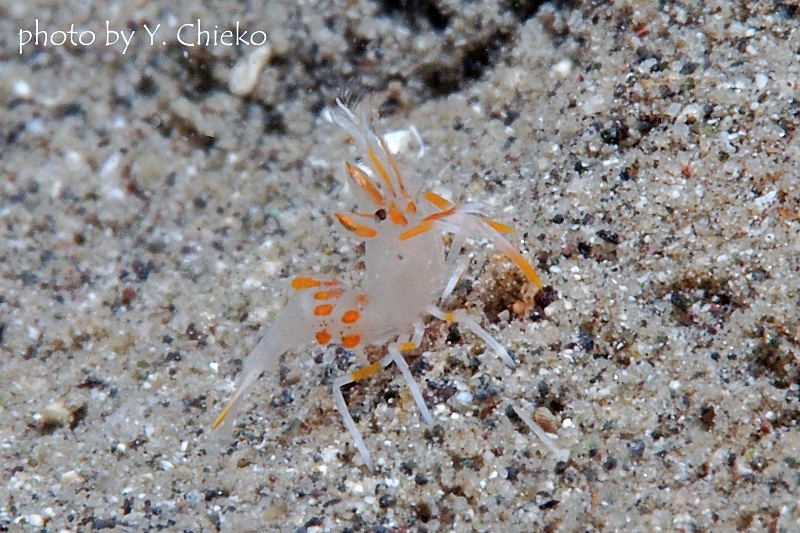 トゲツノメエビBaby