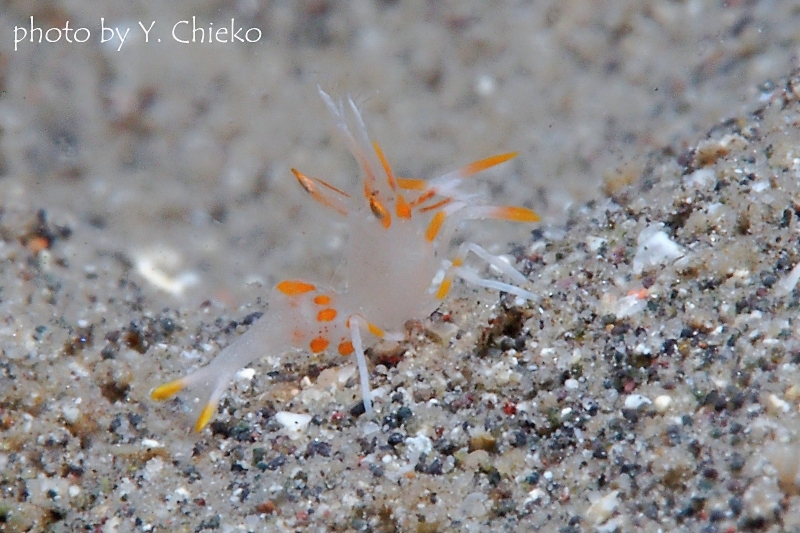 トゲツノメエビBaby