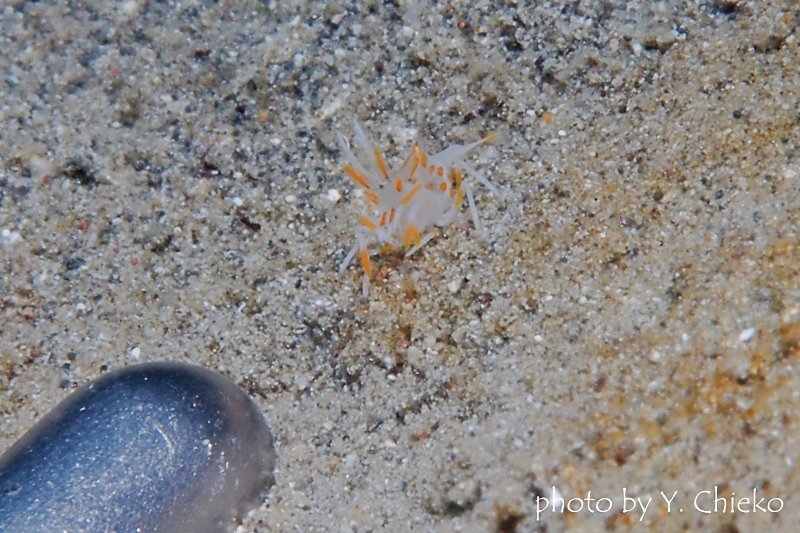 トゲツノメエビBaby