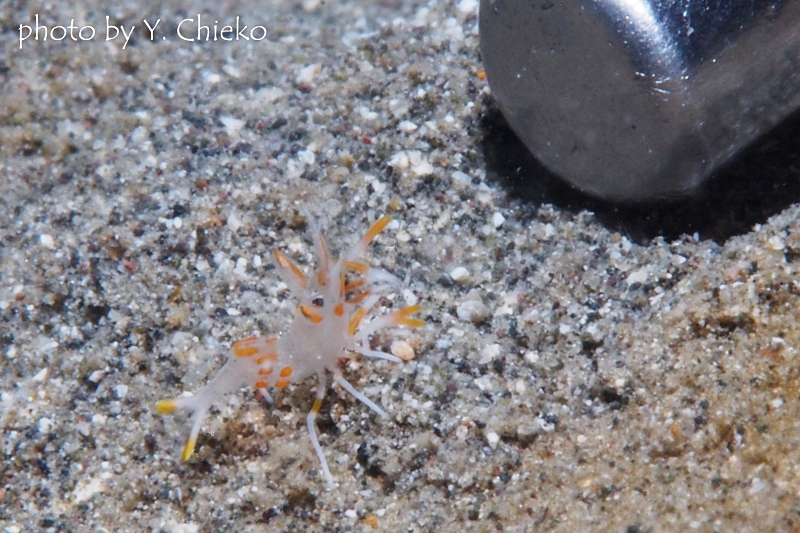 トゲツノメエビ 約5㎜