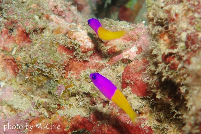 バイカラードティバック