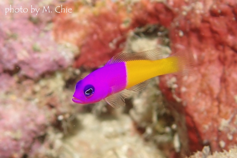 バイカラードティバック