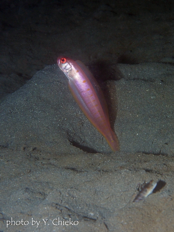 イエロースポッテッドバンドフィッシュ成魚