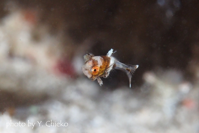 チョウチョウコショウダイ稚魚