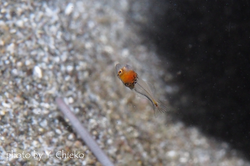 チョウチョウコショウダイ稚魚