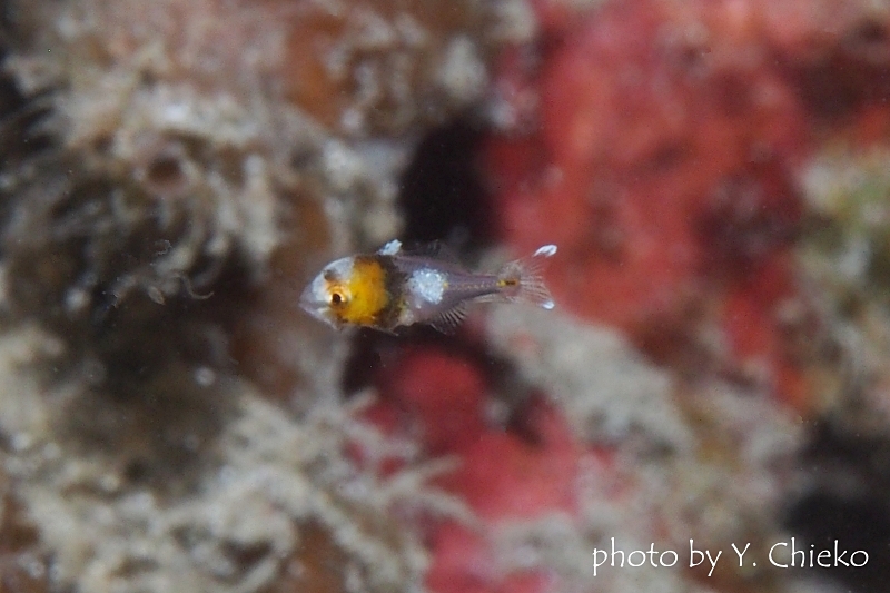 チョウチョウコショウダイ稚魚