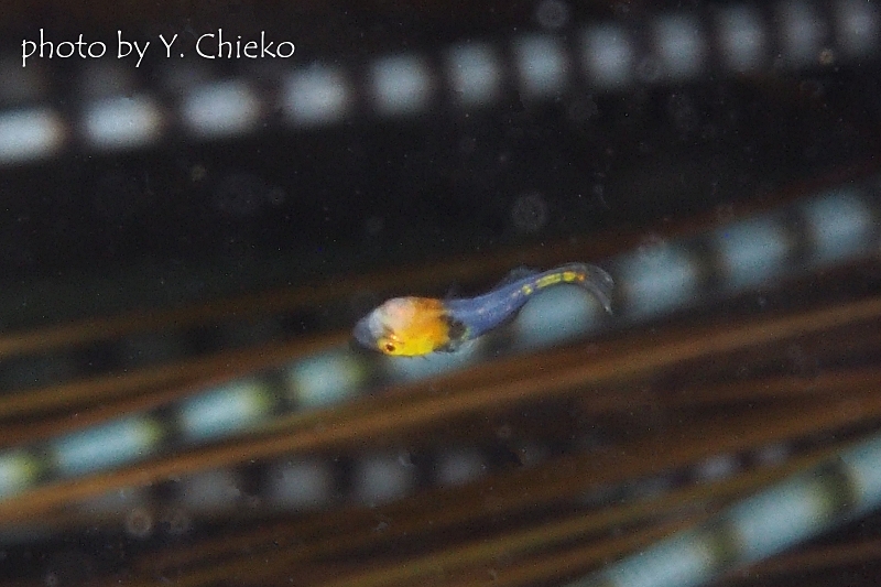 ヒレグロコロダイ稚魚