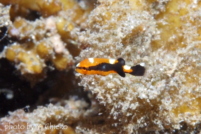 ヒレグロコショウダイ幼魚