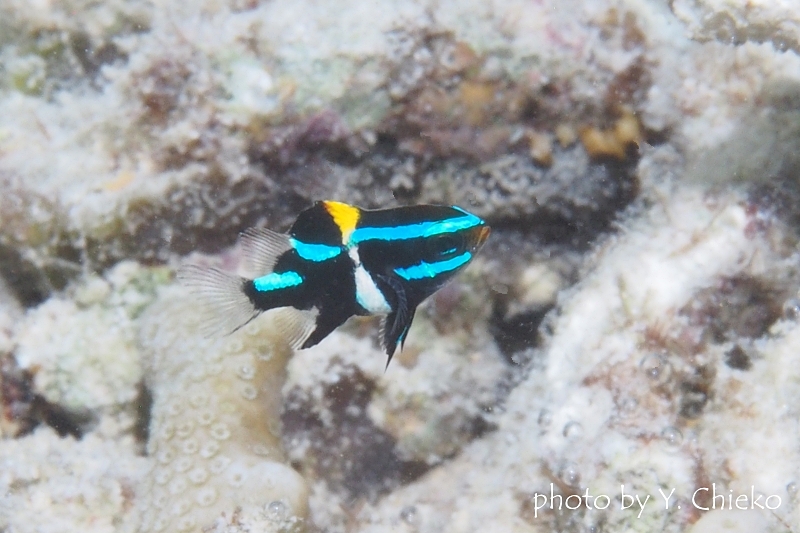 ジャワダムゼル　口が赤いサイズ