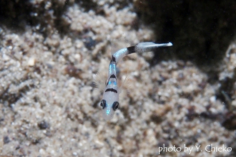 コロダイ幼魚