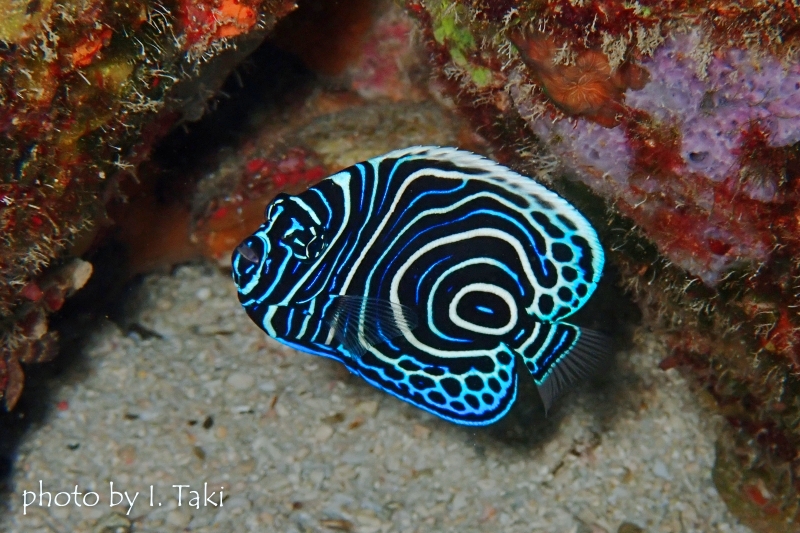 タテジマキンチャクダイ幼魚