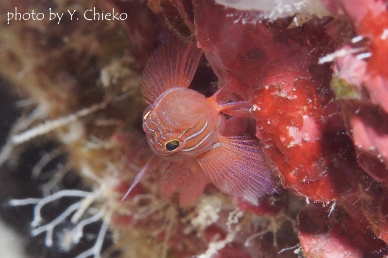 スレッドフィンリーフゴビー 幼魚