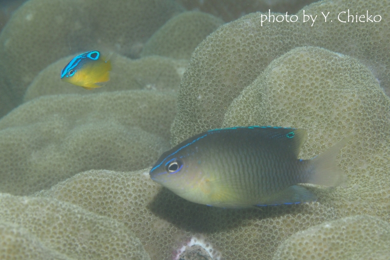 ブルーバックダムゼル成魚