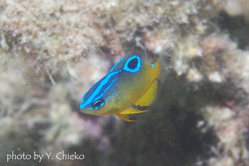ブルーバックダムゼル幼魚