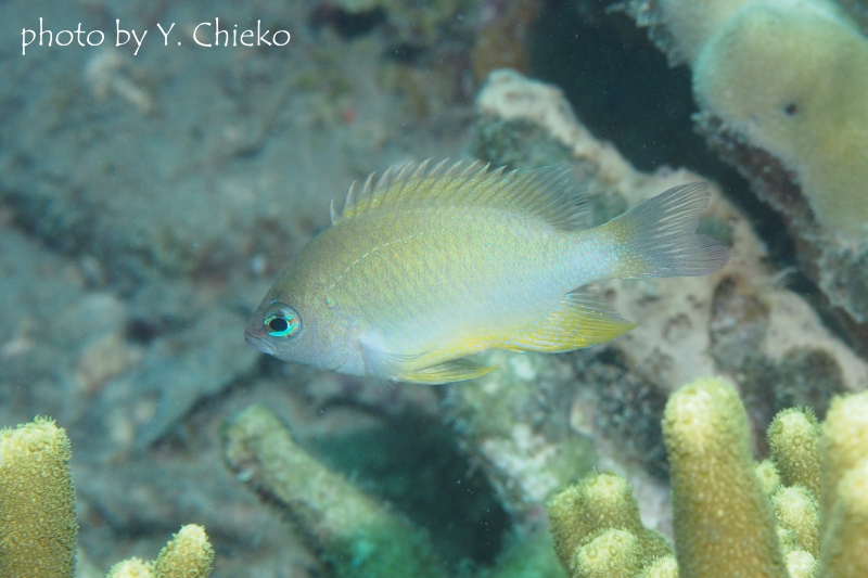 ブルースポットデモイゼル成魚
