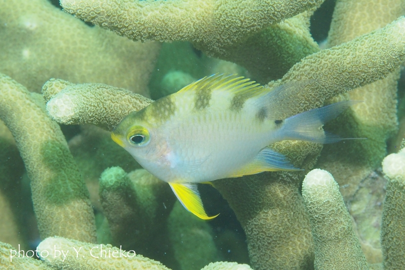 イエローリップダムゼル成魚