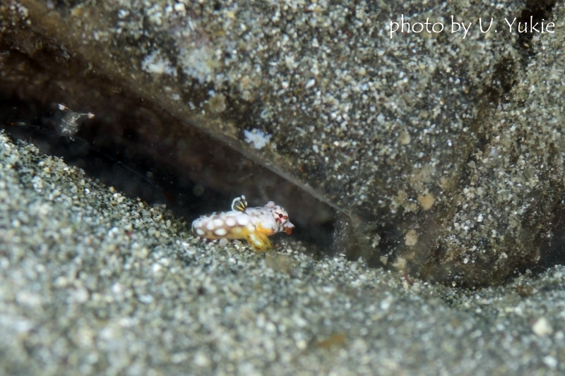 ミヤケテグリ幼魚