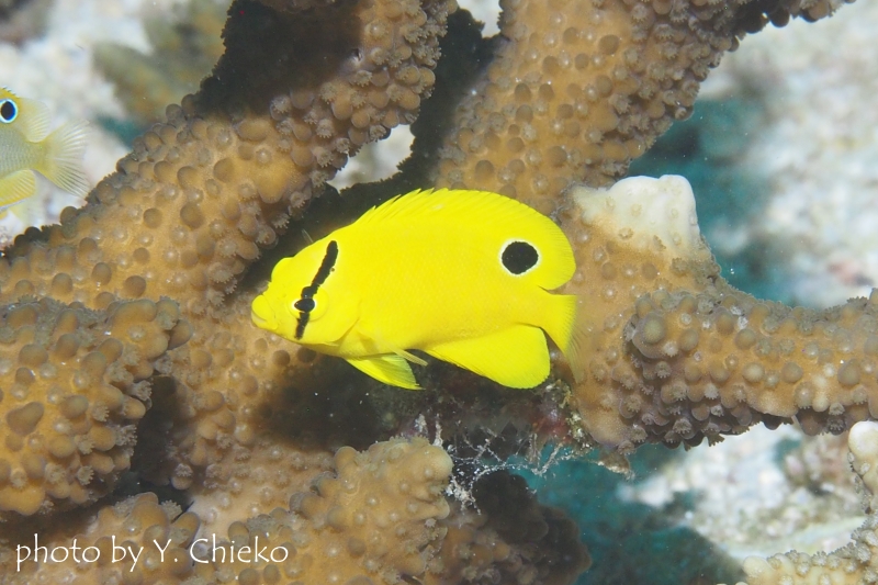 シテンヤッコ幼魚