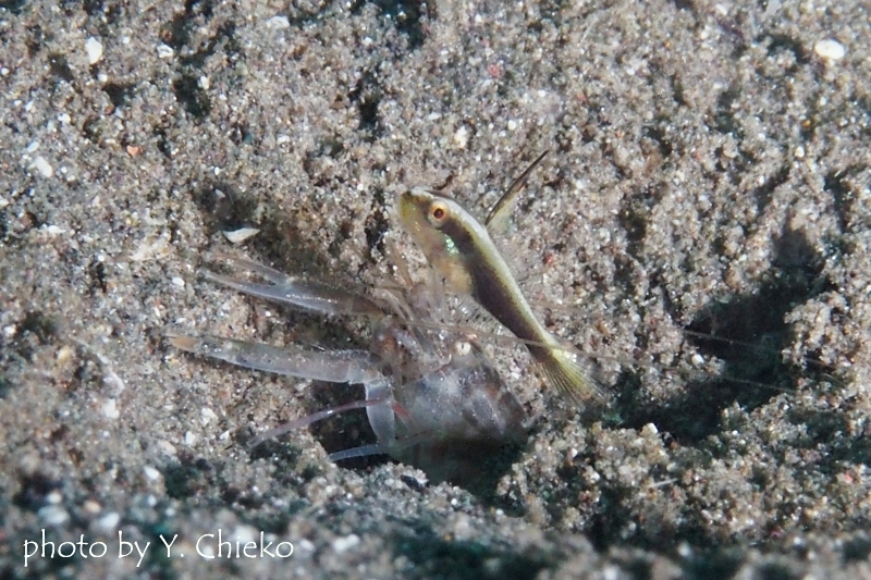 ブラックスピアシュリンプゴビー幼魚
