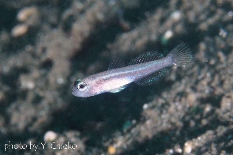 ブルーシュリンプゴビー幼魚