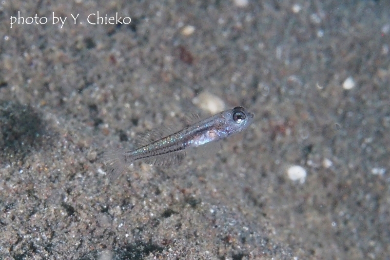 ブルーシュリンプゴビー稚魚