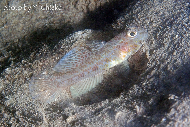 不明種のハゼ　トンガリハゼかな？