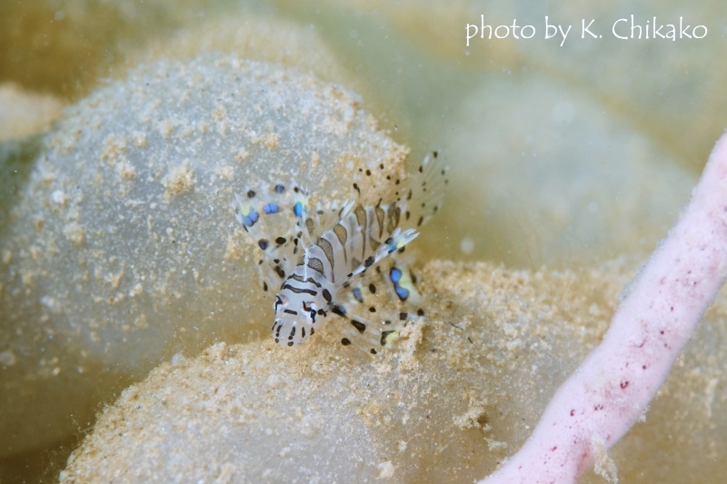 シマヒメヤマノカミ幼魚