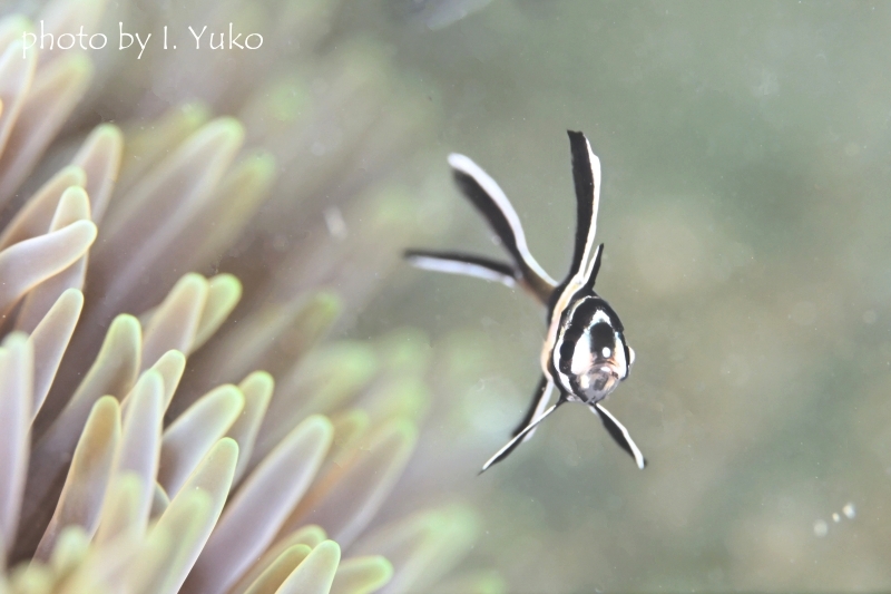 バンガイカーディナルフィッシュ幼魚