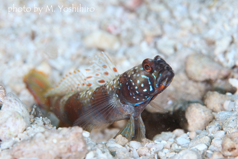 メタリックシュリンプゴビー 成魚