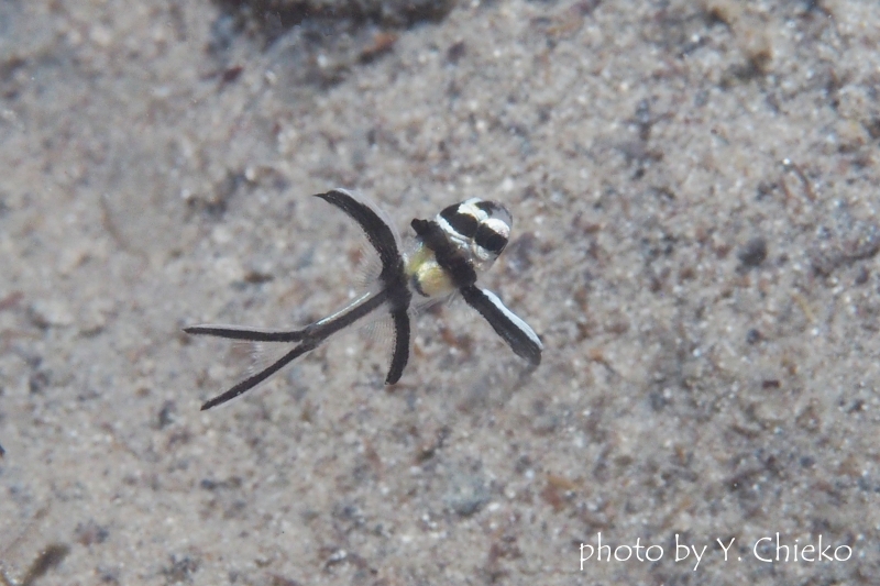 バンガイカーディナルフィッシュ幼魚