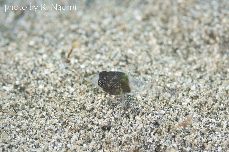トラギスの仲間の稚魚?