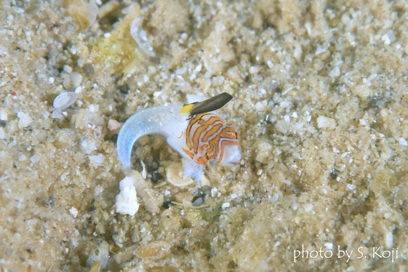 イッポンテグリの幼魚