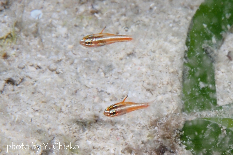 レッドストライプドカーディナルフィッシュの幼魚