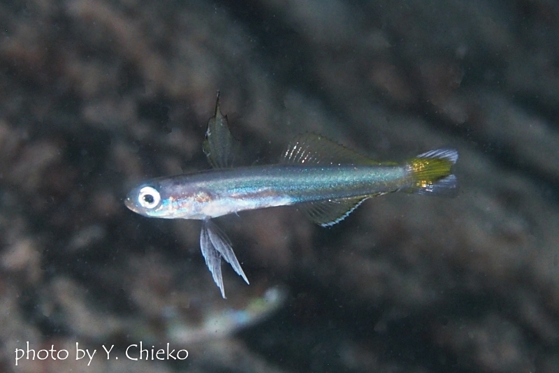 スミレハナハゼの幼魚