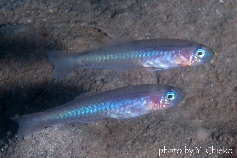 タンザクハゼの幼魚