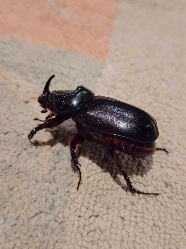 サイカブト