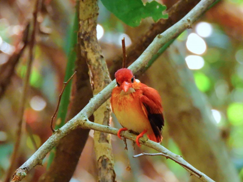 セアカミツユビカワセミ 正面顔