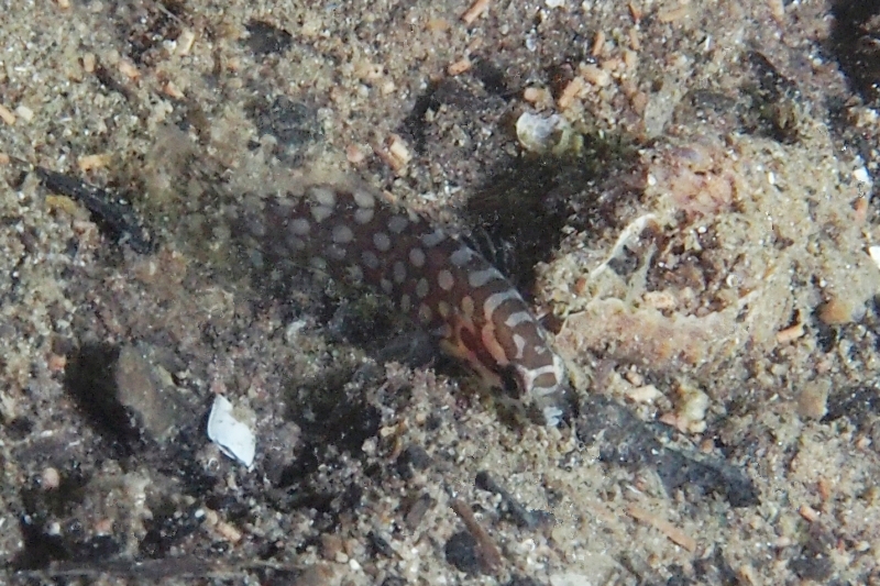 トゲメギスの幼魚
