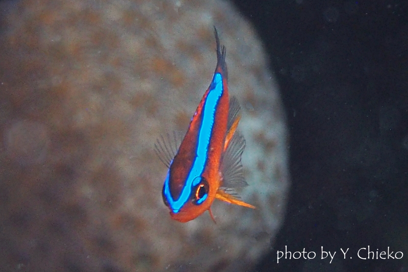オレンジダムゼルの幼魚