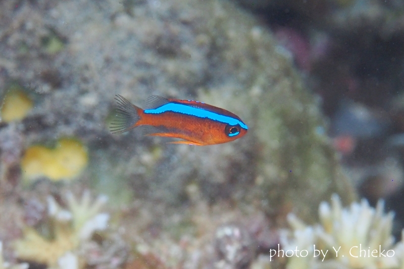 オレンジダムゼルの幼魚